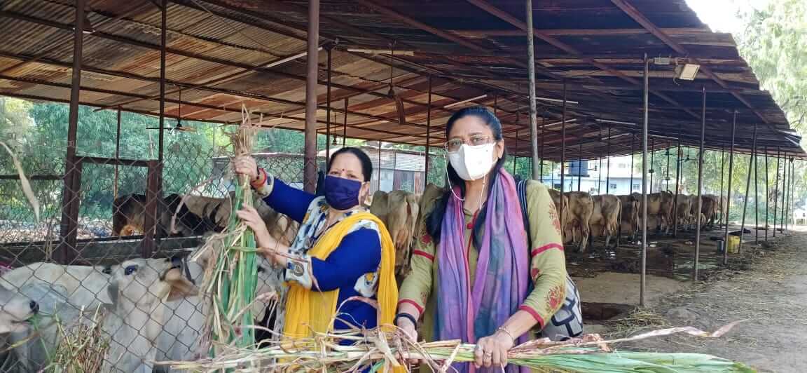 Gau Shala - 2021